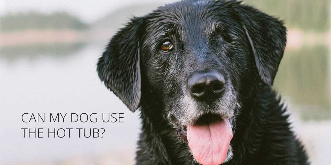 Is it ok for a dog to use the hot tub?