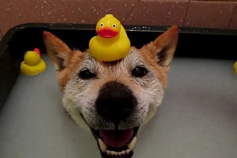 Dog Safe Hot Tub