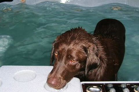 Dog Enjoying a Dip in a Hot Tub