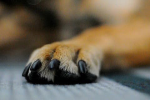 Dog Nails can damage household surfaces