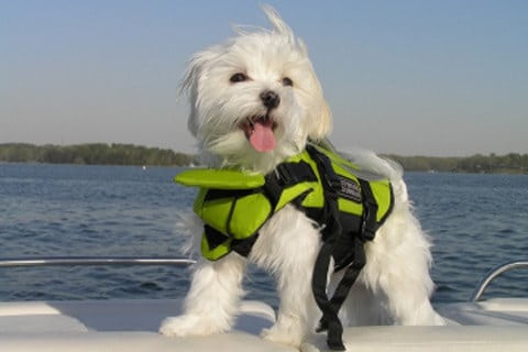 Life Jacket for Dogs