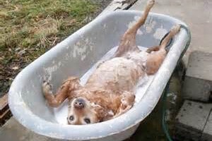 Doggy Hot Tub Bath