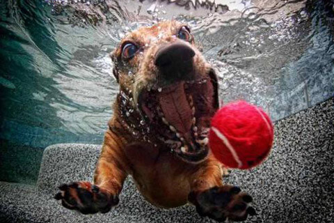 Dog Underwater in a Hot Tub
