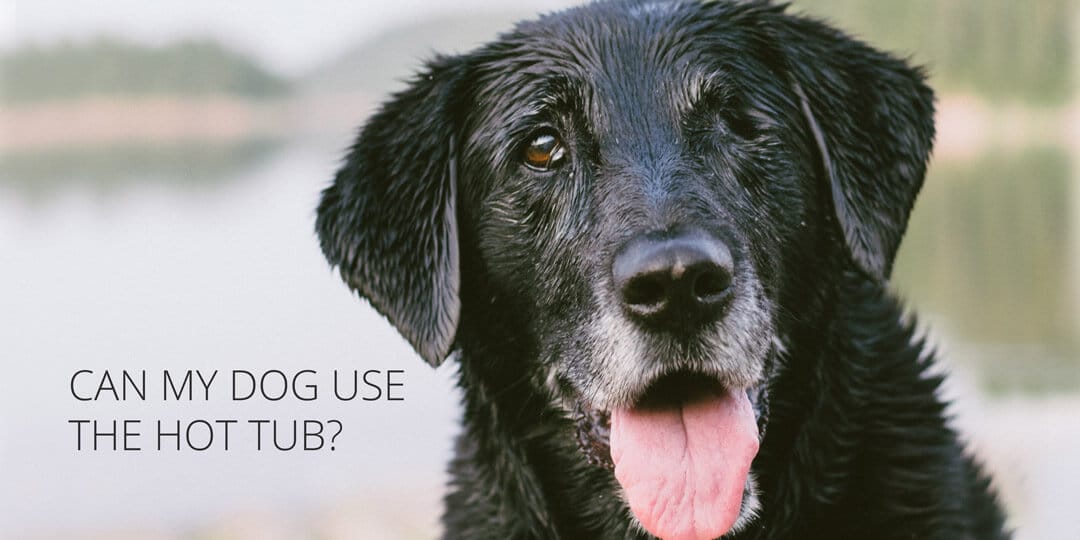 Is it ok for a dog to use the hot tub?